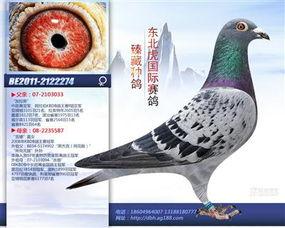 致命罗兰在线观看,在线惊悚之旅，揭秘神秘世界的黑暗面  第2张